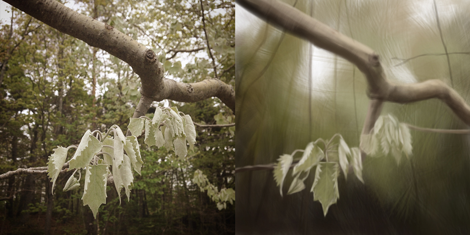 New Leaves (digital painting, 2015) © Dane Aleksander