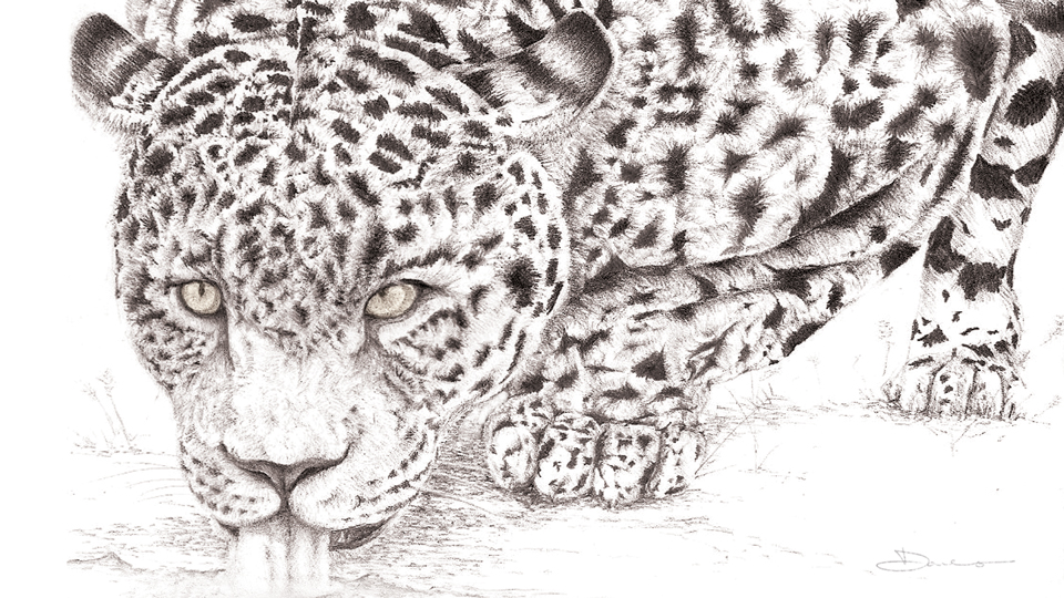 Jaguar drinking (graphic pencil, 2007) © Dane Aleksander