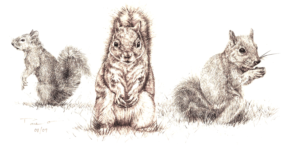 Three Little Squirrels (graphic pencil, 2011) © Dane Aleksander