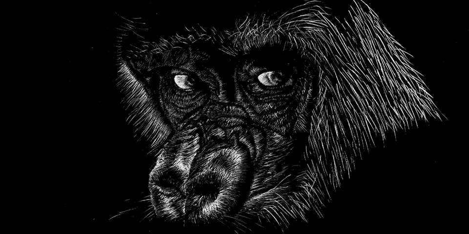 Ape (scratchboard, 2010) © Dane Aleksander