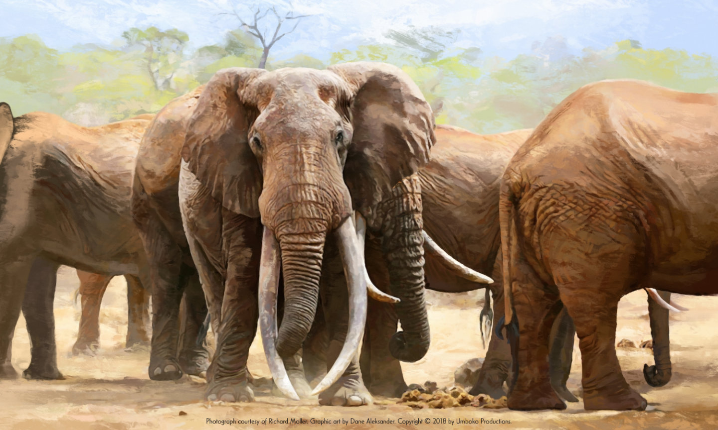 Last of the Big Tuskers Elephant Graphic – Kamboyo (digital painting, 2018)
