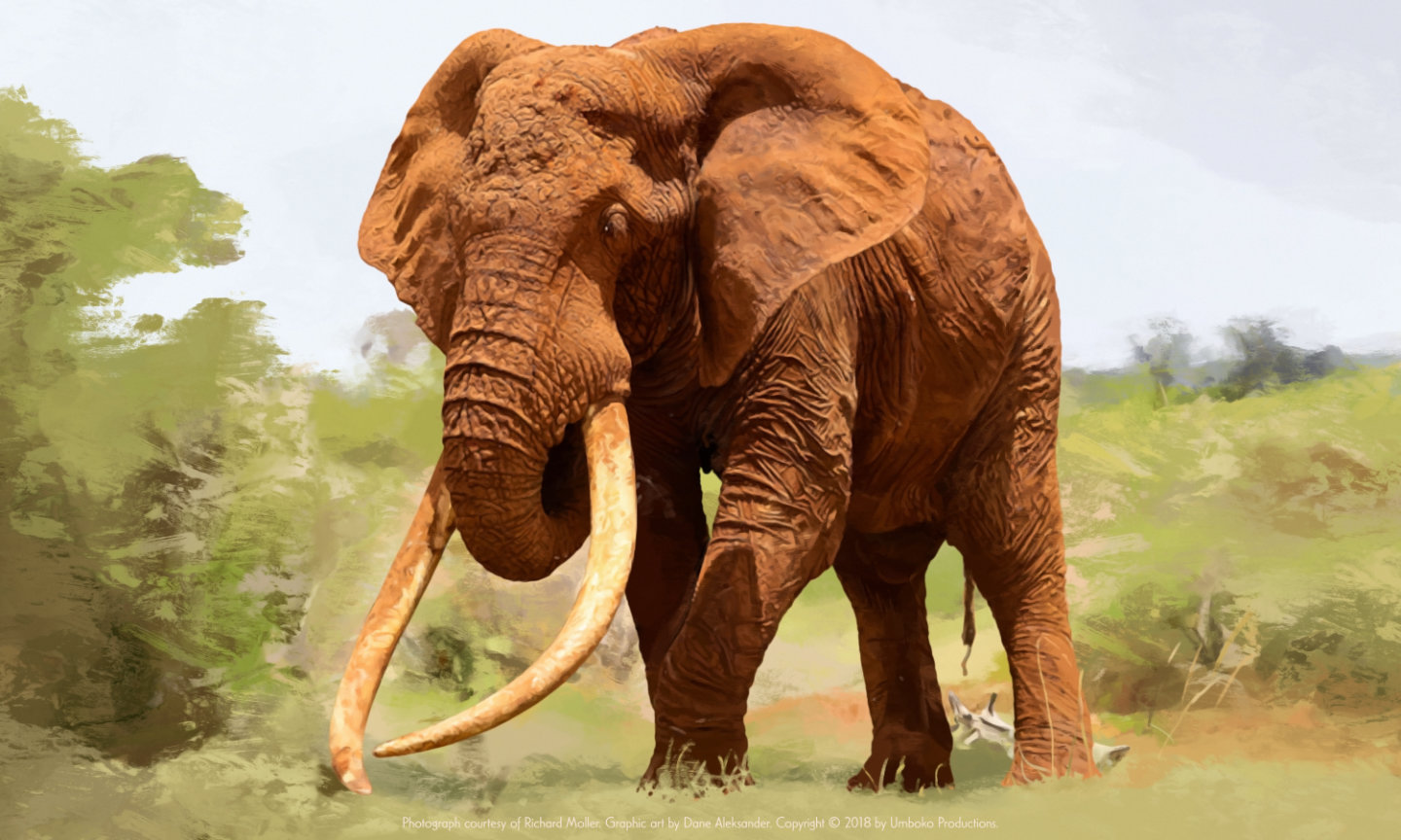 Last of the Big Tuskers Elephant Graphic – Satao (digital painting, 2018)
