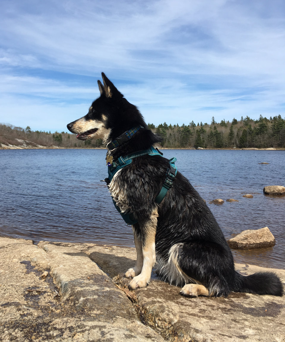 Luna at Long Lake, 2018 © Dane Aleksander